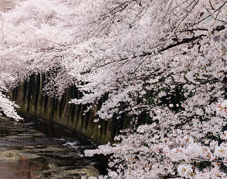 桜は見るだけではもったいない 薬湯に関する意識調査 バスリエ株式会社 Corporate Website